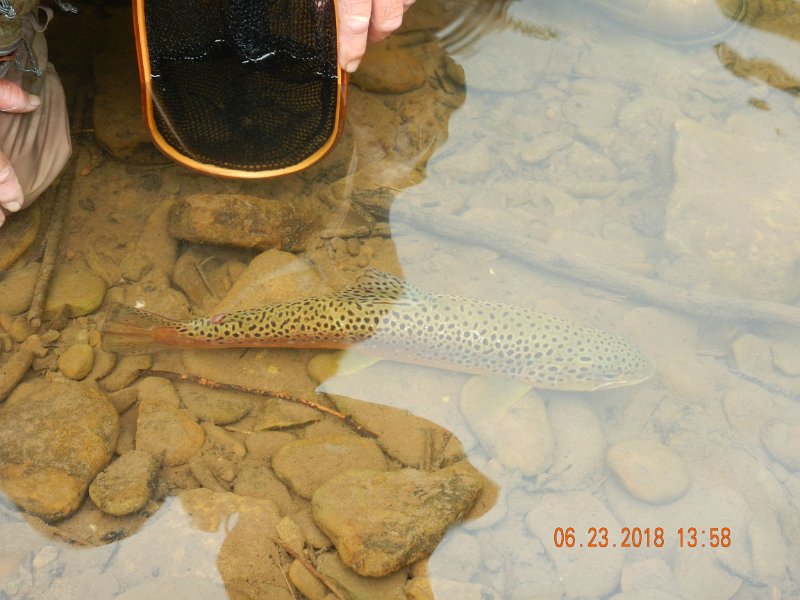 -Kettle Valley-057-.jpg - Last pic of the fish in the water.